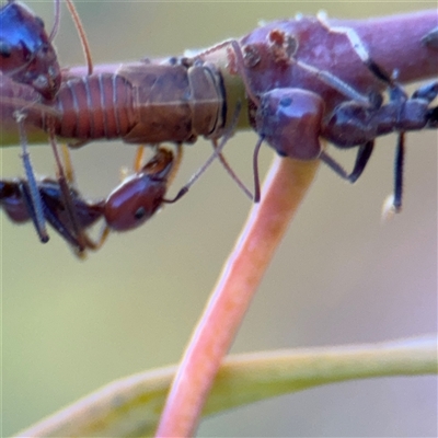 Eurymelinae (subfamily) at Campbell, ACT - 18 Nov 2025 by Hejor1