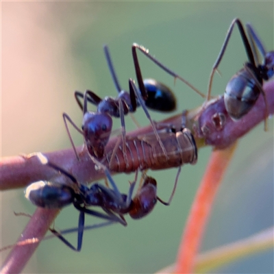 Iridomyrmex purpureus (Meat Ant) at Parkes, ACT - 18 Nov 2025 by Hejor1