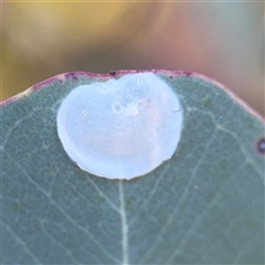 Psyllidae sp. (family) at Barton, ACT - 18 Nov 2025 by Hejor1