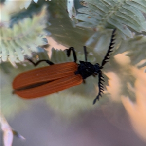 Porrostoma rhipidium at Parkes, ACT - Yesterday by Hejor1