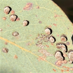 Eucalyptus insect gall at Parkes, ACT - Yesterday by Hejor1
