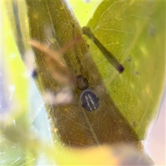 Deliochus sp. (genus) at Parkes, ACT - 18 Nov 2025 by Hejor1