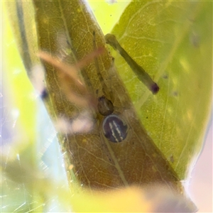 Deliochus sp. (genus) at Parkes, ACT - Yesterday by Hejor1