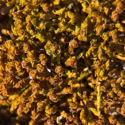 Barbula sp. at Campbell, ACT - 18 Nov 2025 by Hejor1