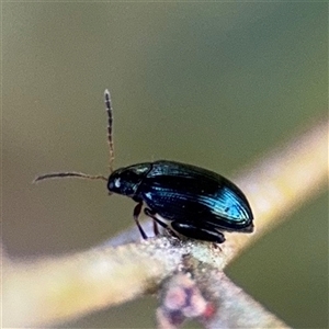 Alticini (tribe) at Campbell, ACT - Yesterday by Hejor1