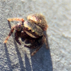 Simaethula sp. (genus) at Campbell, ACT - Yesterday by Hejor1