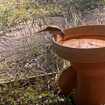 Unverified Honeyeater at Broke, NSW - Today by RoyP