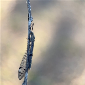 Bandidus sp. (genus) at Campbell, ACT - Yesterday by Hejor1