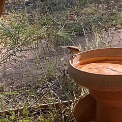 Unverified Small (Robin, Finch, Thornbill etc) at Broke, NSW - 19 Nov 2025 by RoyP