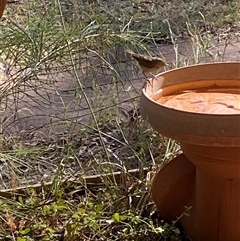 Unverified at suppressed - suppressed