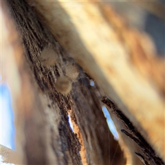 Australomimetus sp. (genus) at Campbell, ACT - 18 Nov 2025 by Hejor1