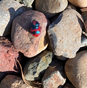 Unverified Beetle (Coleoptera) at Broke, NSW - Yesterday by RoyP