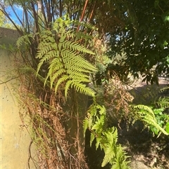 Dicksonia antarctica at Broke, NSW - 17 Nov 2025 by RoyP