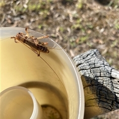 Unverified Grasshopper, Cricket or Katydid (Orthoptera) at Broke, NSW - 17 Nov 2025 by RoyP