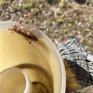 Unverified Grasshopper, Cricket or Katydid (Orthoptera) at Broke, NSW - 17 Nov 2025 by RoyP