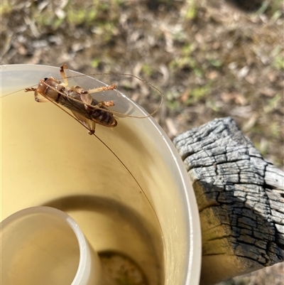 Unverified Grasshopper, Cricket or Katydid (Orthoptera) at Broke, NSW - 17 Nov 2025 by RoyP