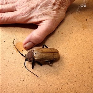 Agrianome spinicollis at Tarragindi, QLD - Today by Macwanderer