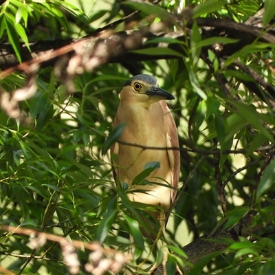 Nycticorax caledonicus at Fyshwick, ACT - 16 Nov 2025 by LineMarie