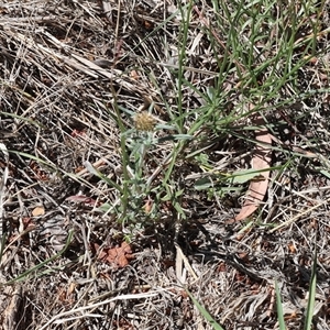 Euchiton sphaericus at Lyons, ACT - Today by ran452