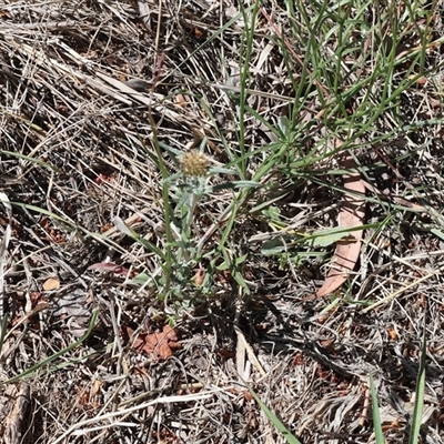 Euchiton sphaericus at Lyons, ACT - 19 Nov 2025 by ran452