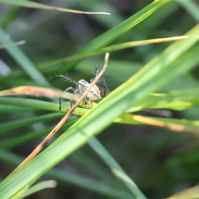Oxyopes (genus) (Lynx spider) at Lyons, ACT - Yesterday by ran452