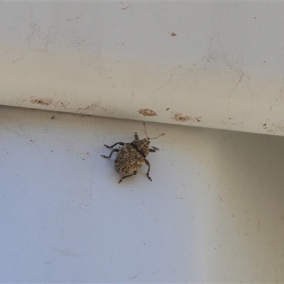 Unverified True bug (Hemiptera, Heteroptera) at Lyons, ACT - 19 Nov 2025 by ran452