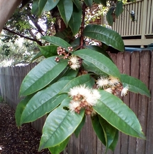 Syzygium alatoramulum (tinkling satinash) at Gerringong, NSW - 12 Feb 2021 by JasonPStewart