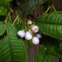 Syzygium alatoramulum (tinkling satinash) at Gerringong, NSW - 16 Feb 2021 by JasonPStewart
