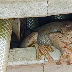 Litoria peronii (Peron's Tree Frog, Emerald Spotted Tree Frog) at Watson, ACT - Yesterday by MPW