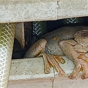Litoria peronii (Peron's Tree Frog, Emerald Spotted Tree Frog) at Watson, ACT - Today by MPW