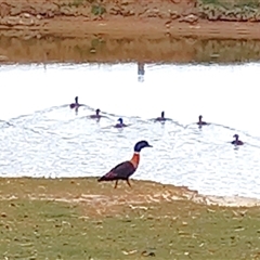 Tadorna tadornoides (Australian Shelduck) by Jodo