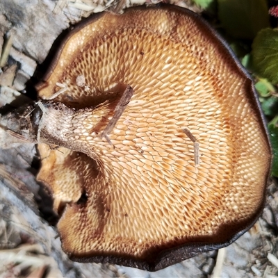 Lentinus arcularius (Fringed Polypore) at  - suppressed by Teresa