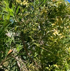 Asparagus asparagoides at Nicholls, ACT - 30 Sep 2025 by Rosie