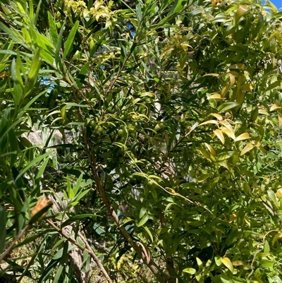 Asparagus asparagoides at Nicholls, ACT - 30 Sep 2025 by Rosie