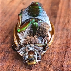 Unverified Beetle (Coleoptera) at Kungala, NSW - 19 Nov 2025 by donnanchris