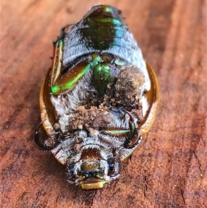Unverified Beetle (Coleoptera) at Kungala, NSW - Today by donnanchris