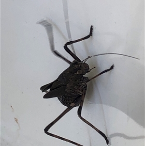 Unverified Other insect at Kungala, NSW - Today by donnanchris