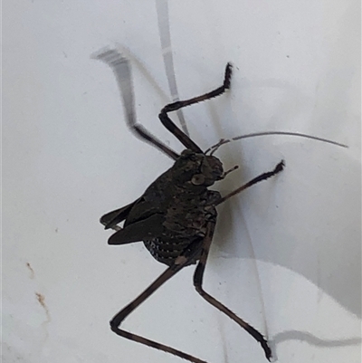 Acripeza reticulata (Mountain Katydid) at Kungala, NSW - 19 Nov 2025 by donnanchris