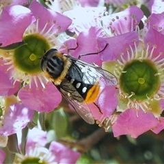 Scaptia (Scaptia) auriflua (A flower-feeding march fly) at Acton, ACT - 19 Nov 2025 by JohnBundock