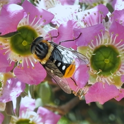 Scaptia (Scaptia) auriflua (A flower-feeding march fly) at Acton, ACT - 19 Nov 2025 by JohnBundock