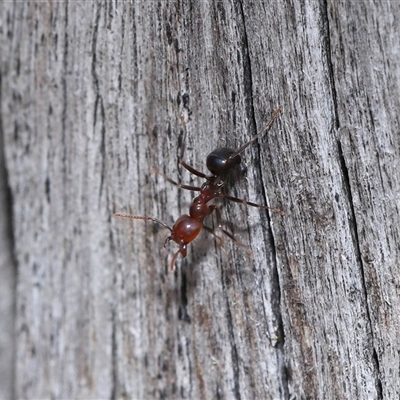 Papyrius sp. (genus) (A Coconut Ant) at Strathnairn, ACT - 19 Nov 2025 by TimL