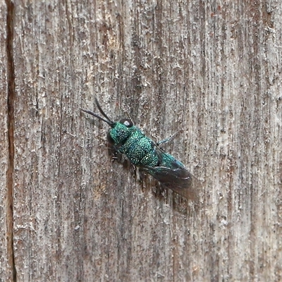 Chrysididae (family) (Cuckoo wasp or Emerald wasp) at Strathnairn, ACT - Yesterday by TimL