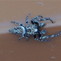 Paraphilaeus daemeli at Hall, ACT - Today by Anna123