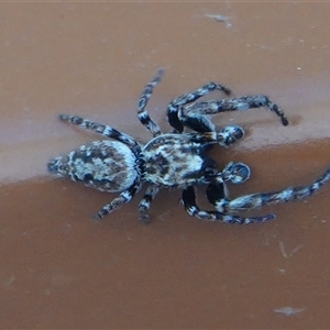 Paraphilaeus daemeli at Hall, ACT - Today by Anna123