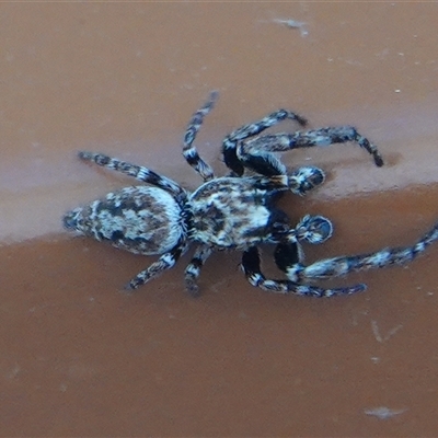 Paraphilaeus daemeli at Hall, ACT - Today by Anna123