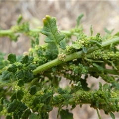 Dysphania pumilio at Ballyroe, NSW - 31 Dec 2018 by TwoRivers