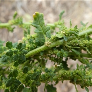 Dysphania pumilio at Ballyroe, NSW - 31 Dec 2018 by TwoRivers