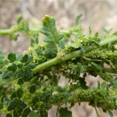Dysphania pumilio at Ballyroe, NSW - 31 Dec 2018 by TwoRivers