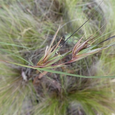 Themeda triandra at Ballyroe, NSW - 27 Dec 2017 by TwoRivers