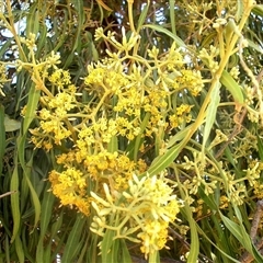 Unverified Climber or Mistletoe at Weethalle, NSW - 17 Nov 2009 by Paul57